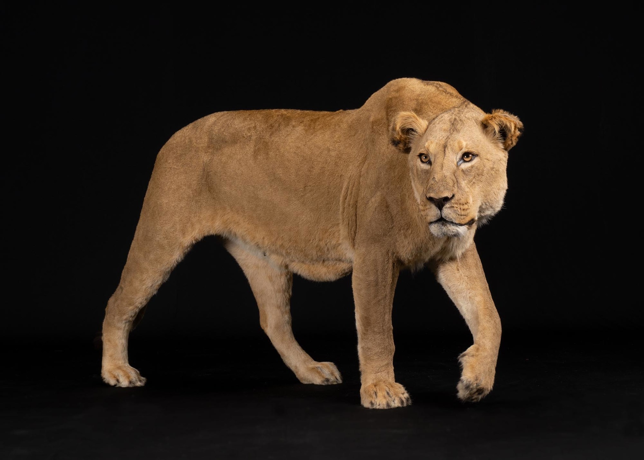 Splitting Image Taxidermy - Lioness Full mount