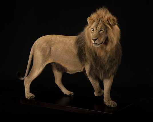 Splitting Image Taxidermy - Lion Full mount on Stand
