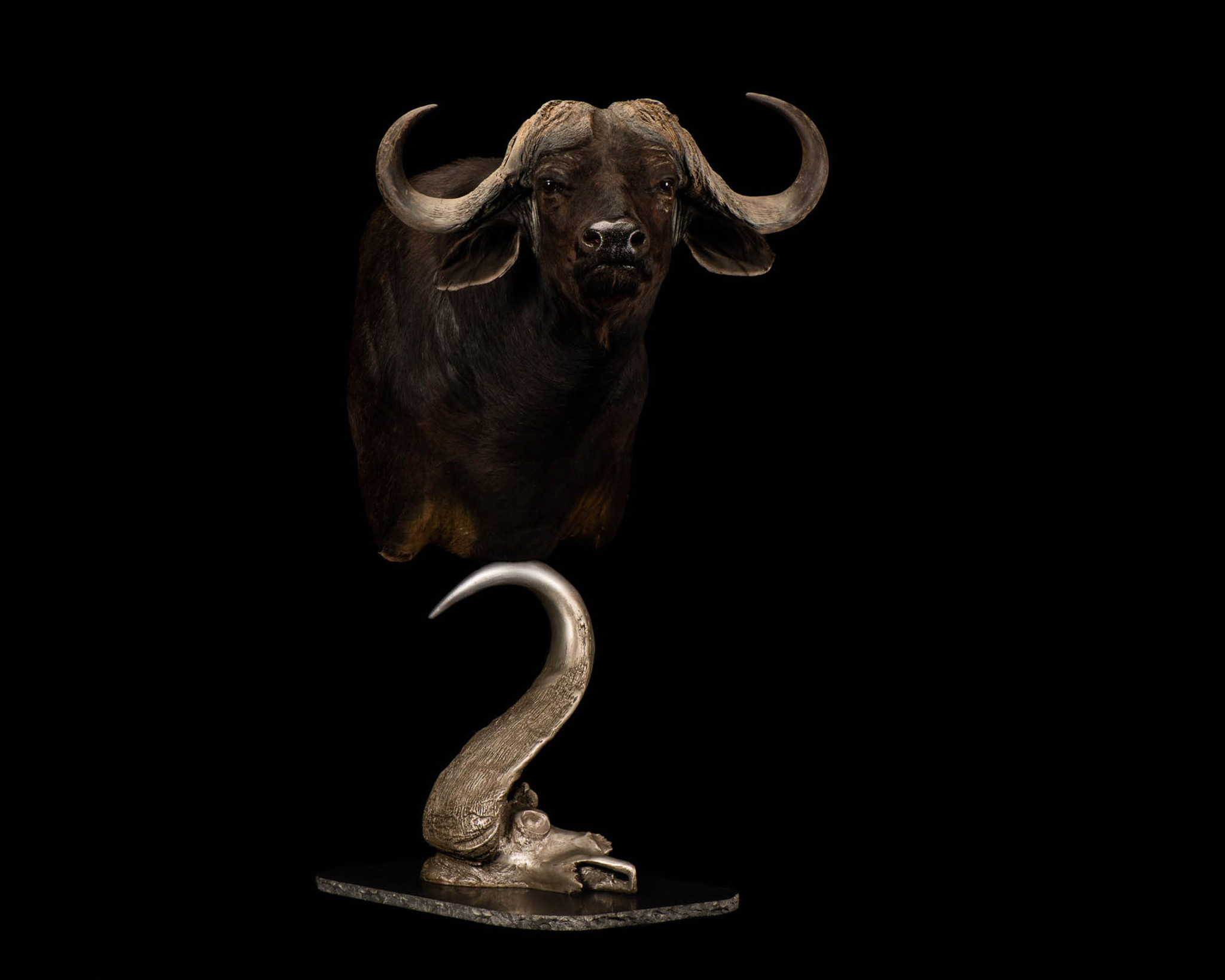 Splitting Image Taxidermy - Pedestal mount 1-4 right turn on replica skull and horn base