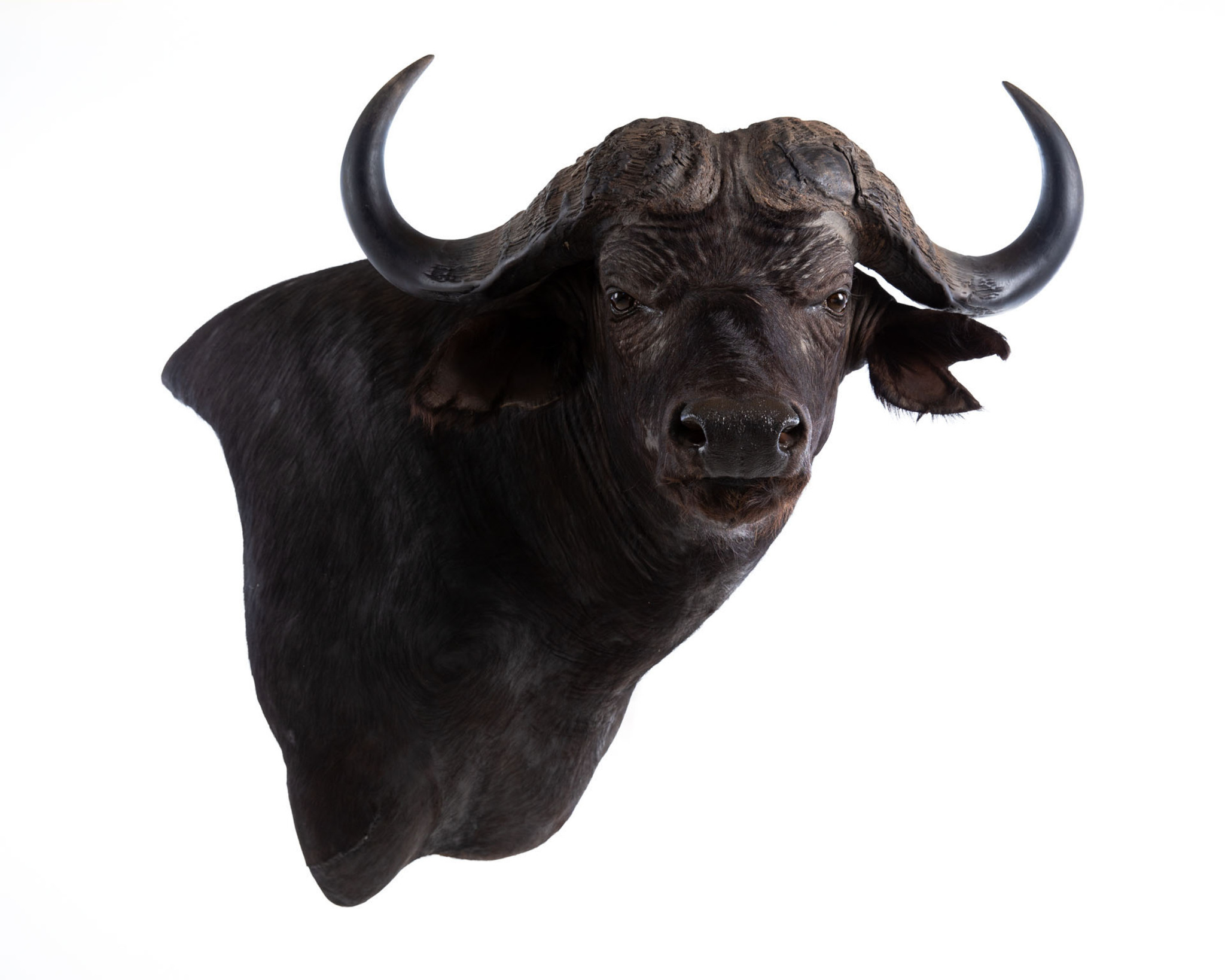 Taxidemy South Africa - Buffalo - Wall pedestal right shoulder, straight