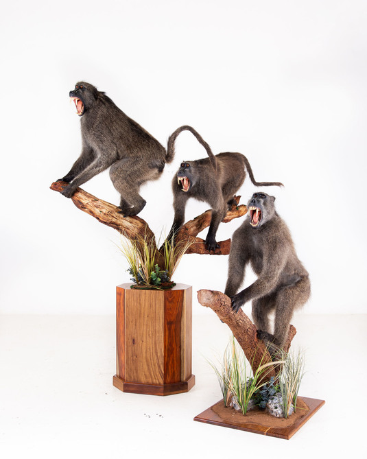 Splitting Image Taxidermy - Baboon - Full mount combo on custom branch with bases