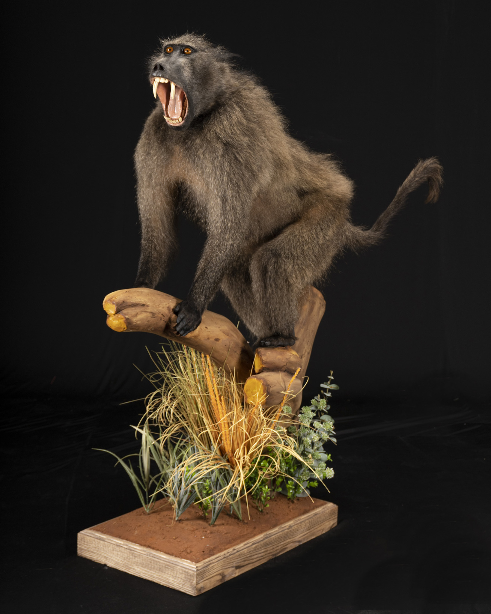 Splitting Image Taxidermy - Full mount Baboon with open mouth on stump base