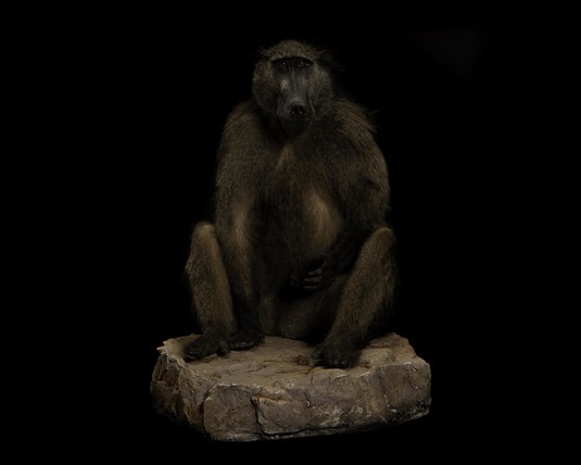 Splitting Image Taxidermy - Full mount baboon sitting on rock base