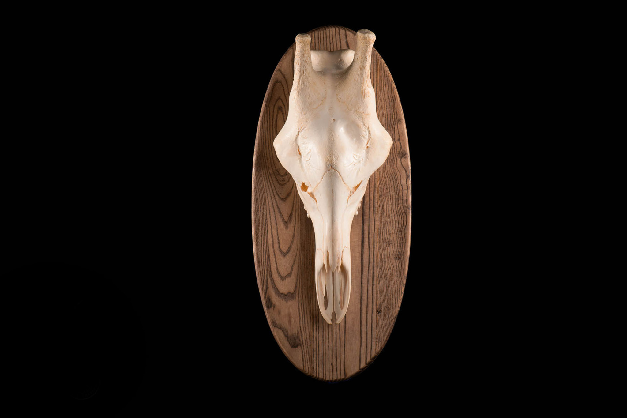 GIRAFFE EUROPEAN MOUNT - Skull bleached and polished on traditional shield - Splitting Image Taxidermy