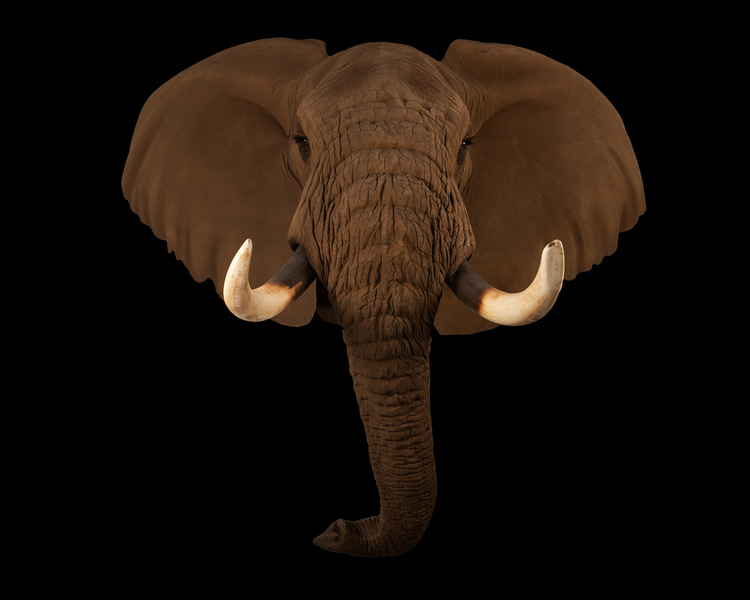 Splitting Image - ELEPHANT SHOULDER MOUNT REPRODUCTION
