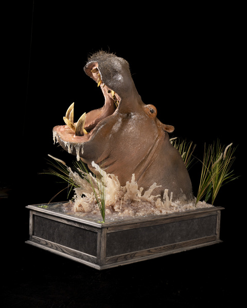 Splitting Image - HIPPO PEDESTAL