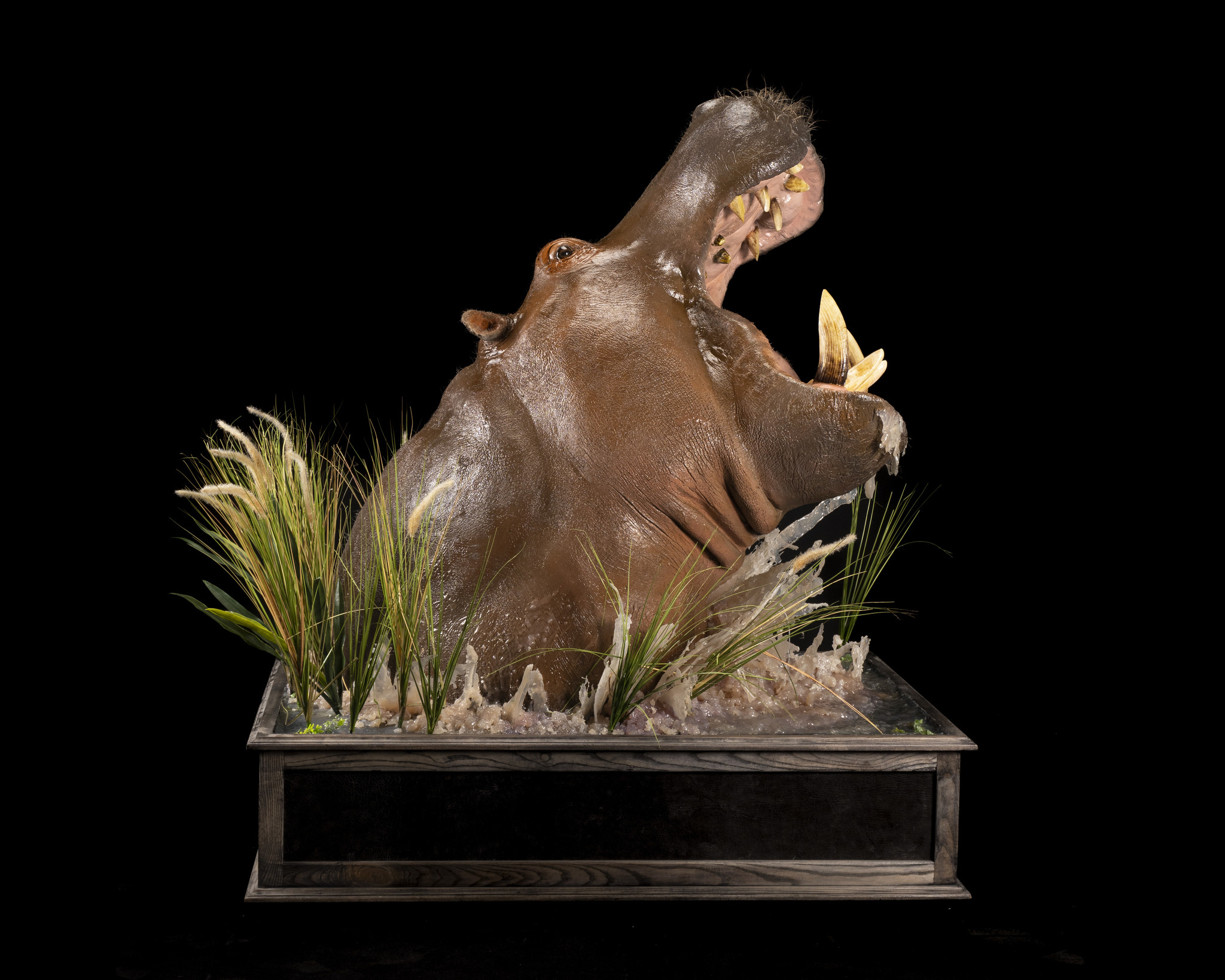 Splitting Image - HIPPO PEDESTAL