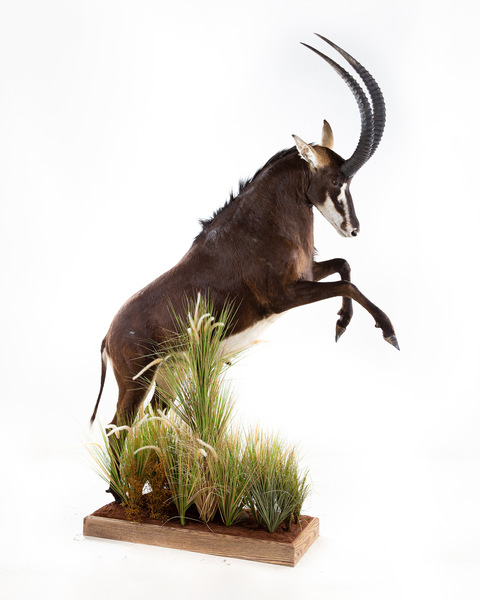 Splitting Image Taxidermy  - Full mount leaping 1-8 right turn on full mount base with habitat