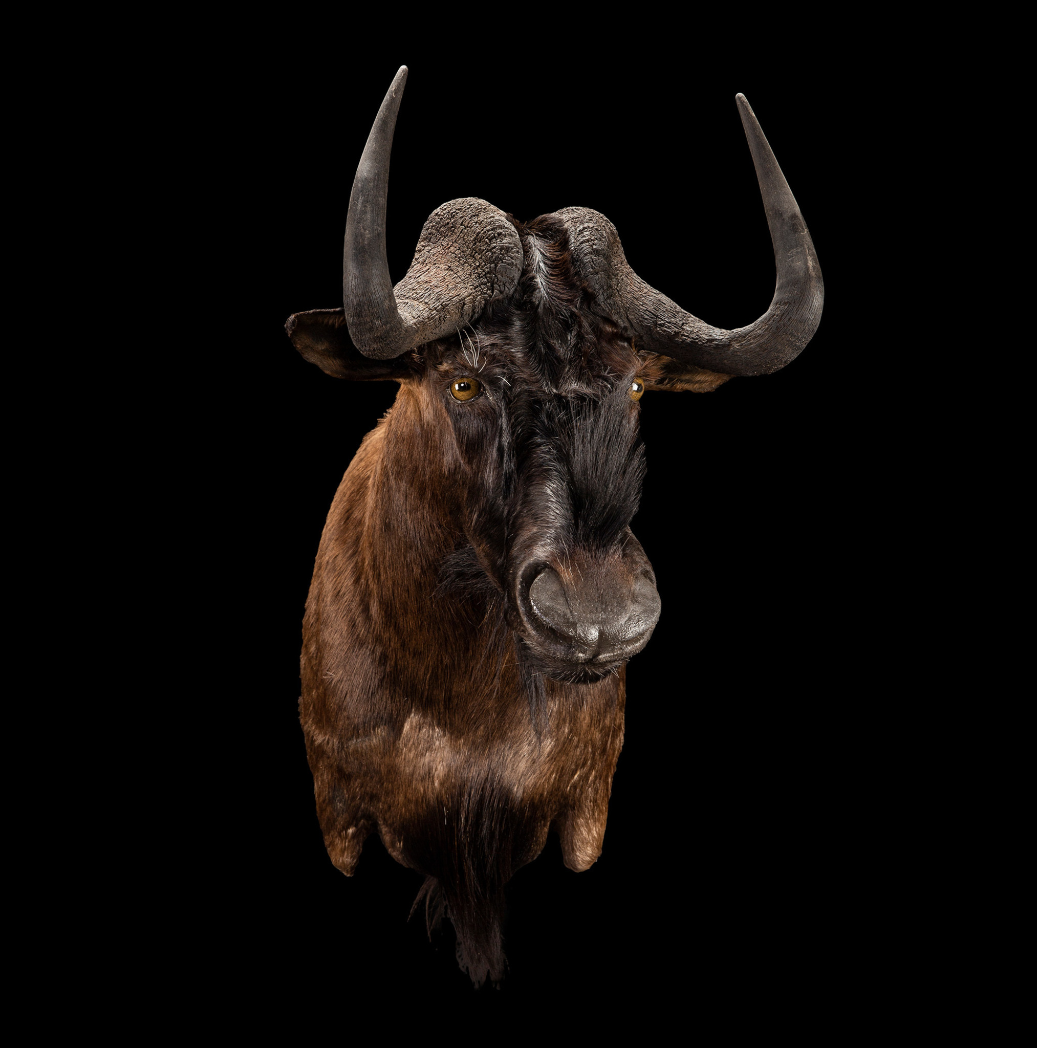 Black Wildebeest - Shoulder Mount - Left Turn - Splitting Image