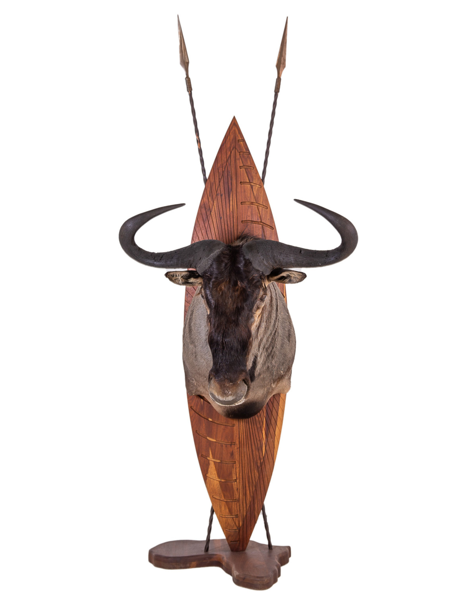 Splitting Image - Taxidermist - BLUE WILDEBEEST - Shoulder mount 1-8 right turn on traditional Zulu shield and spears