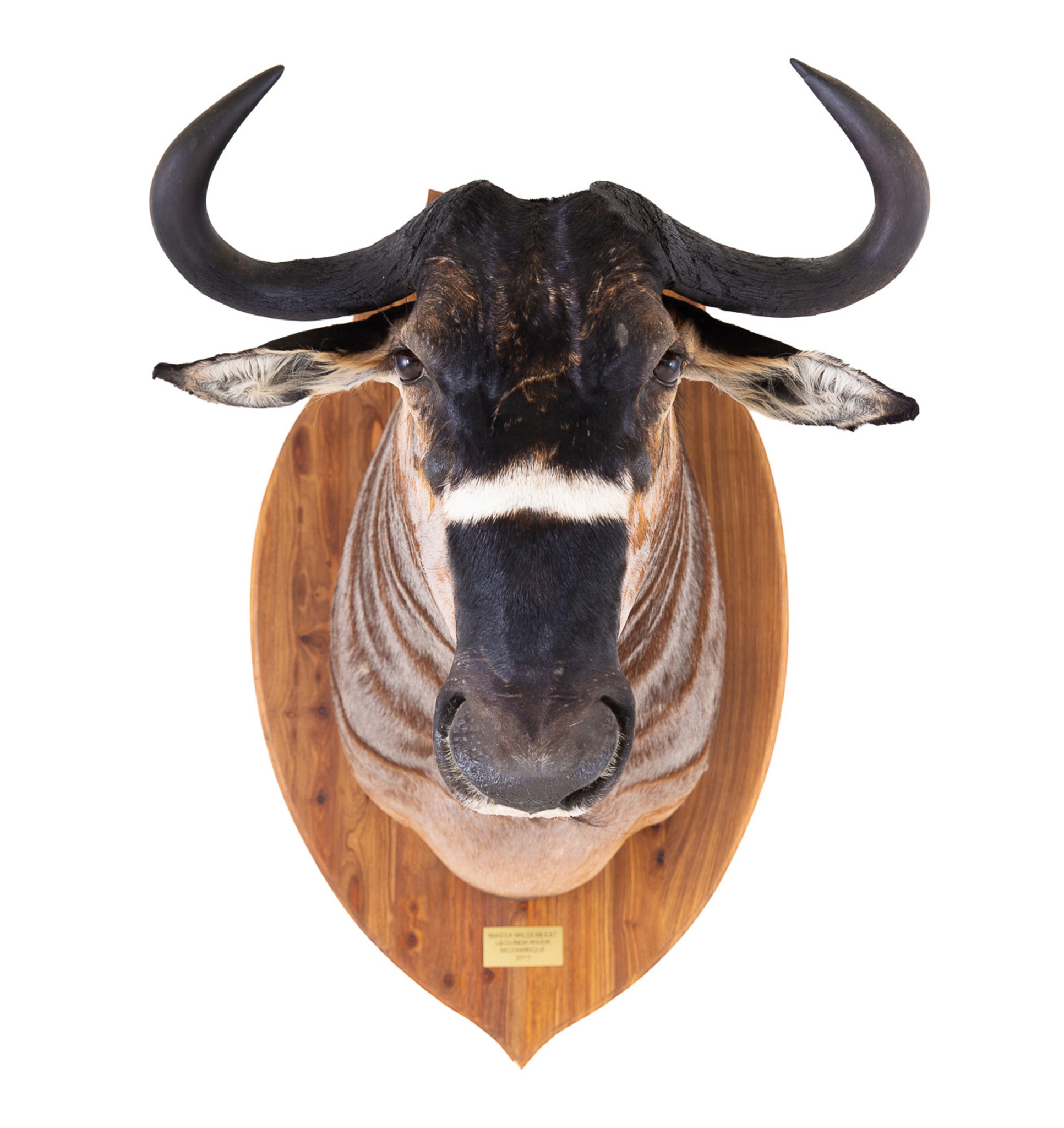 Splitting Image - Taxidermist - BLUE WILDEBEEST - Niyassa wildebeest shoulder mount straight on hardwood shield with brass plaque