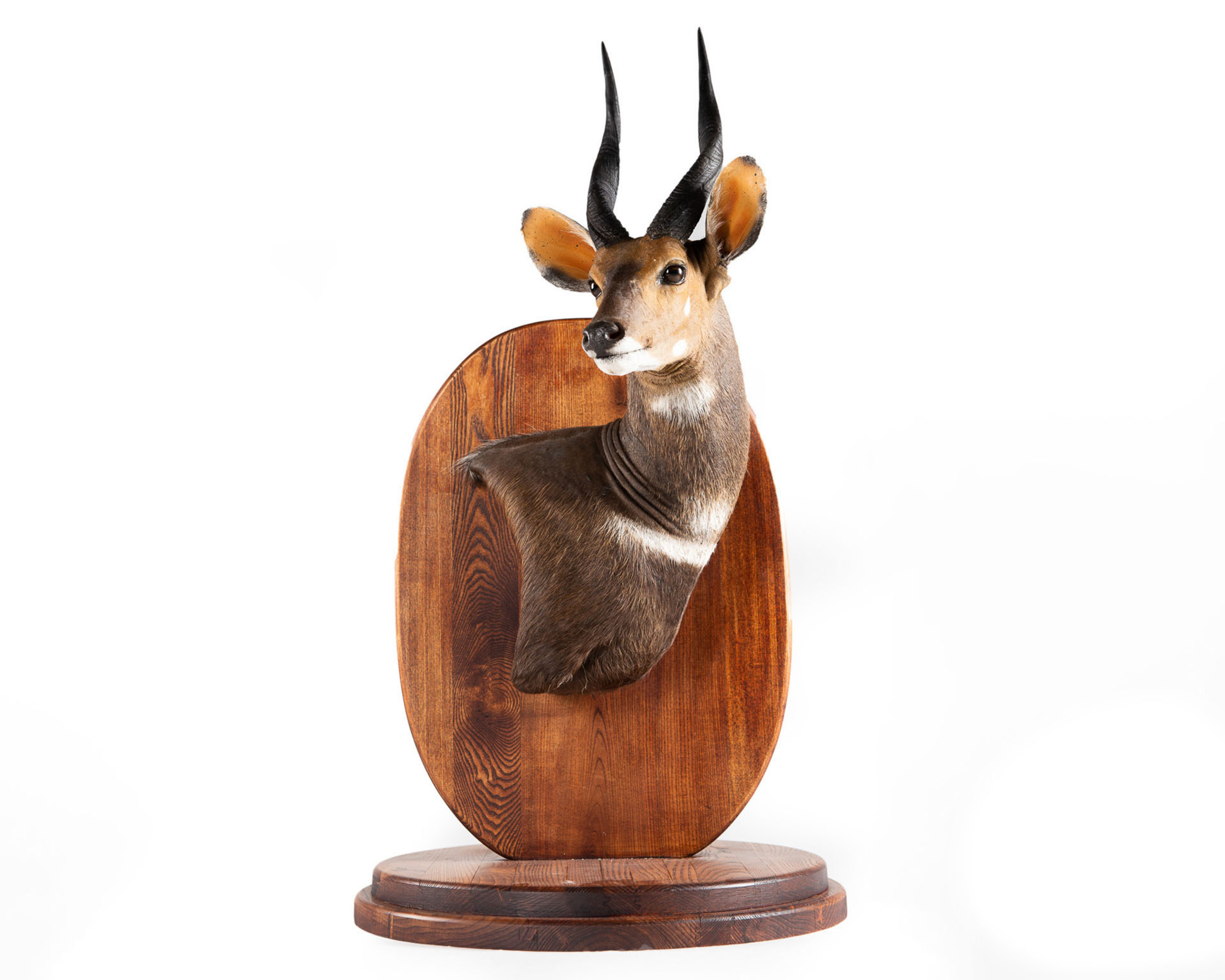 Splitting Image - Taxidermist - BUSHBUCK EUROPEAN MOUNT - Wall pedestal mount, right shoulder, 1-4 turn to right on table top pedestal