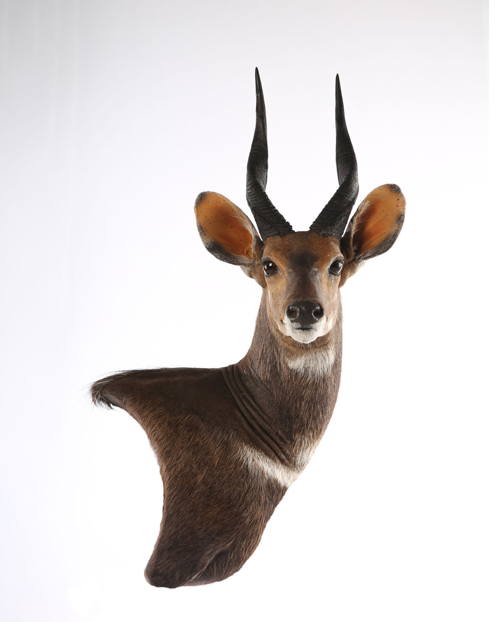 Splitting Image - Taxidermist - BUSHBUCK Wall pedestal mount, right shoulder looking straight into the room