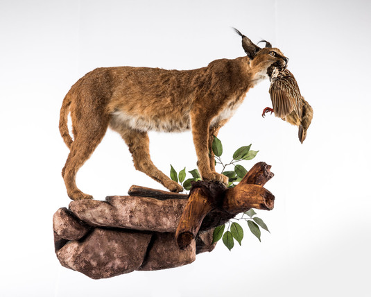 Splitting Image - Taxidermist - CARACAL FULL MOUNT - Full mount standing with grey wing partridge on wall mounted rock base