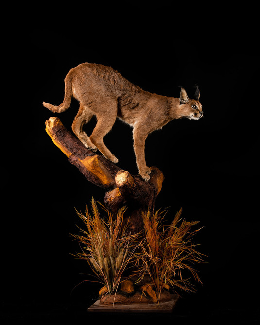 Splitting Image - Taxidermist - CARACAL Full mount standing on floor standing base with log habitat   nt standing with grey wing partridge on wall mounted rock base