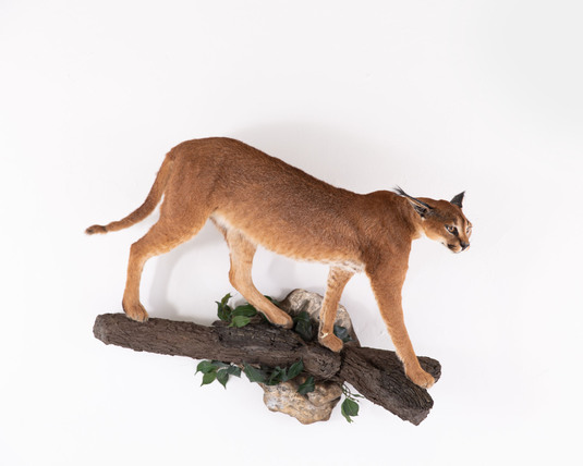 Splitting Image - Taxidermist - CARACAL FULL MOUNT - Full mount walking down wall hanging log base