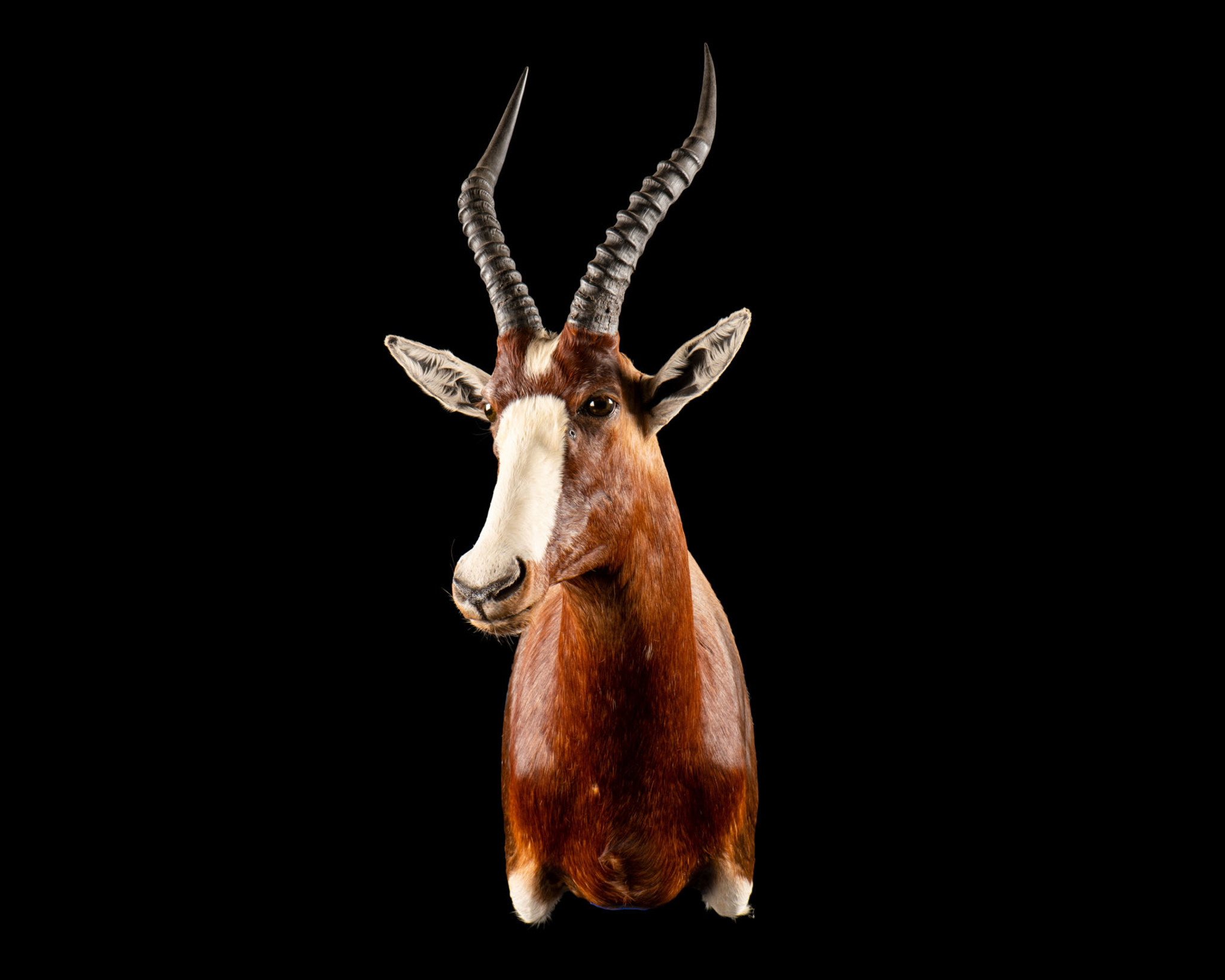Common Blesbuck - Shoulder Mount - Splitting Image Taxidermy