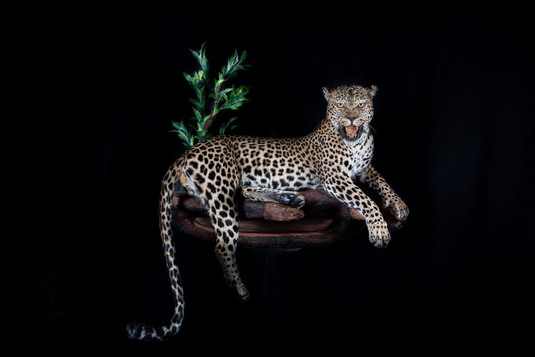 Splitting Image Taxidermy - LEOPARD FULL MOUNT