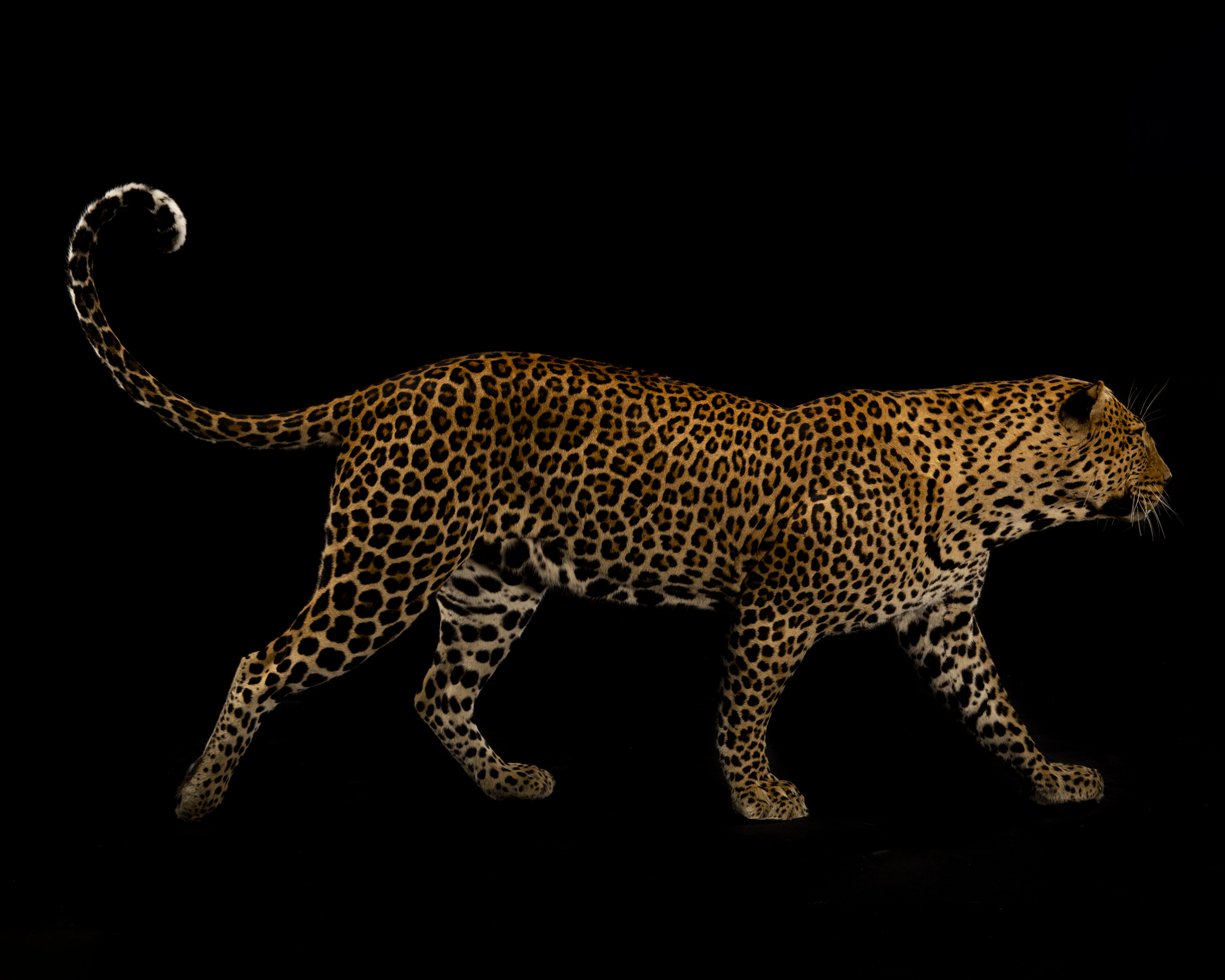 Splitting Image Taxidermy - Leopard Freestanding full mount.