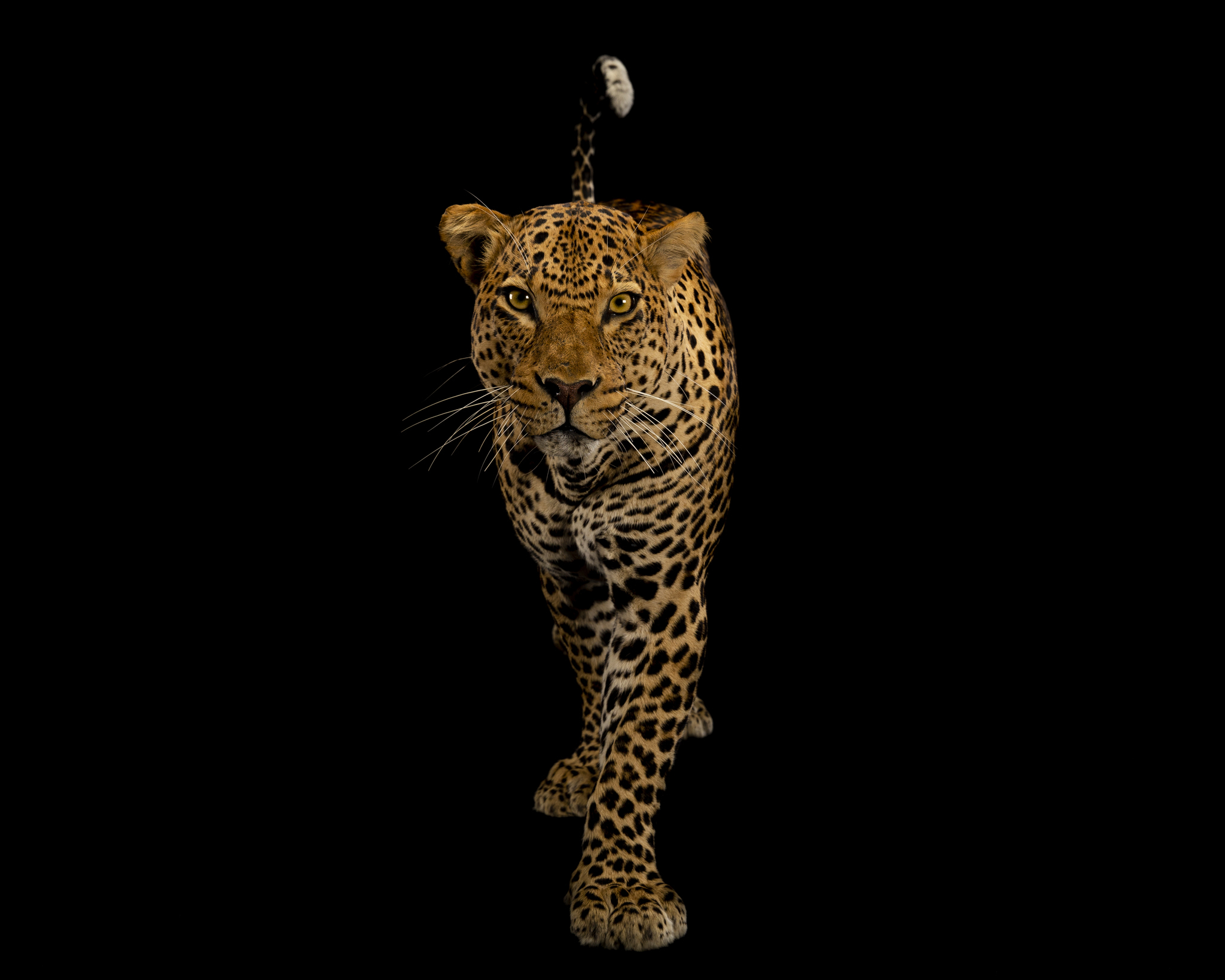 Splitting Image Taxidermy - Leopard Freestanding full mount.