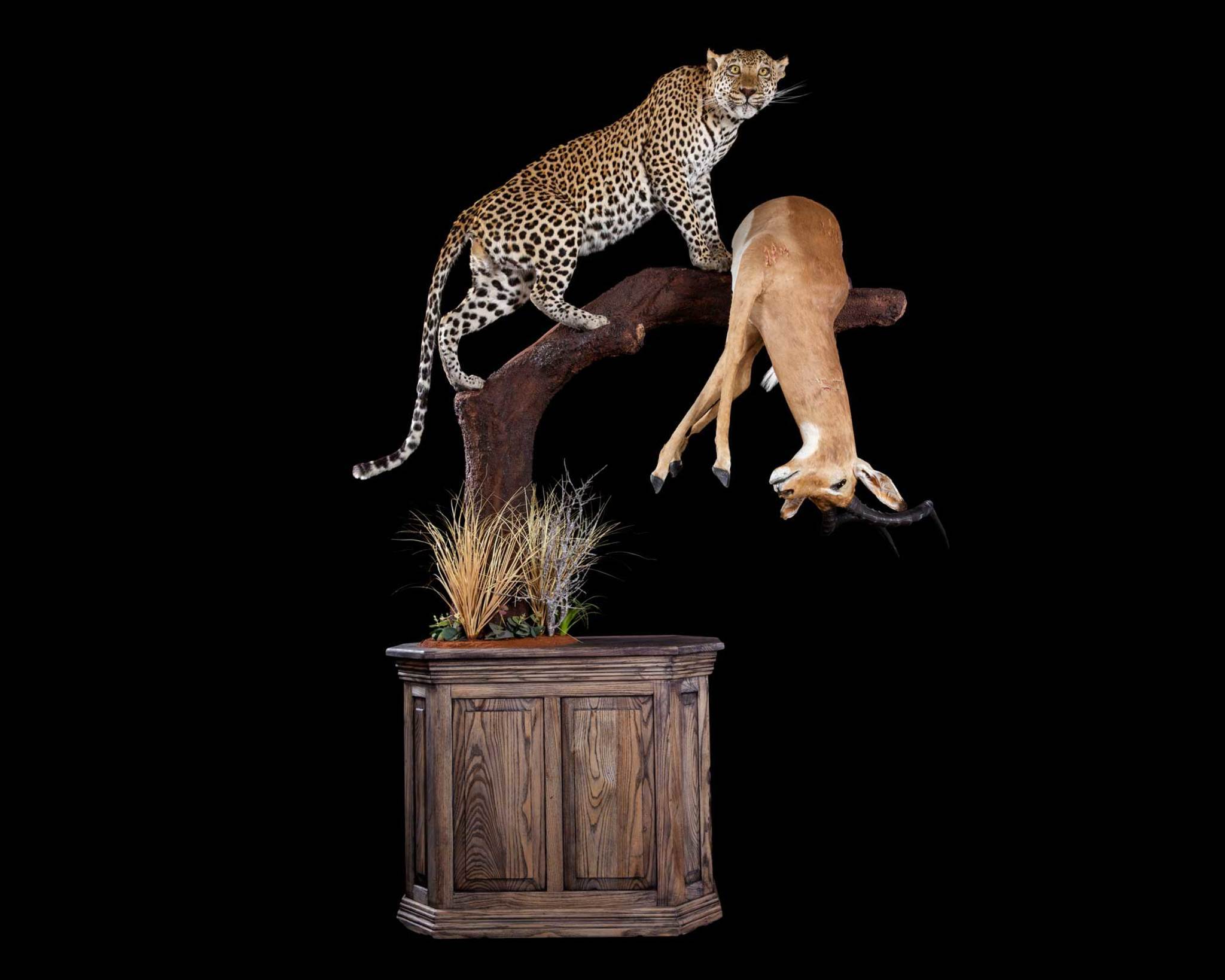 Splitting Image Taxidermy - Leopard - Full mount