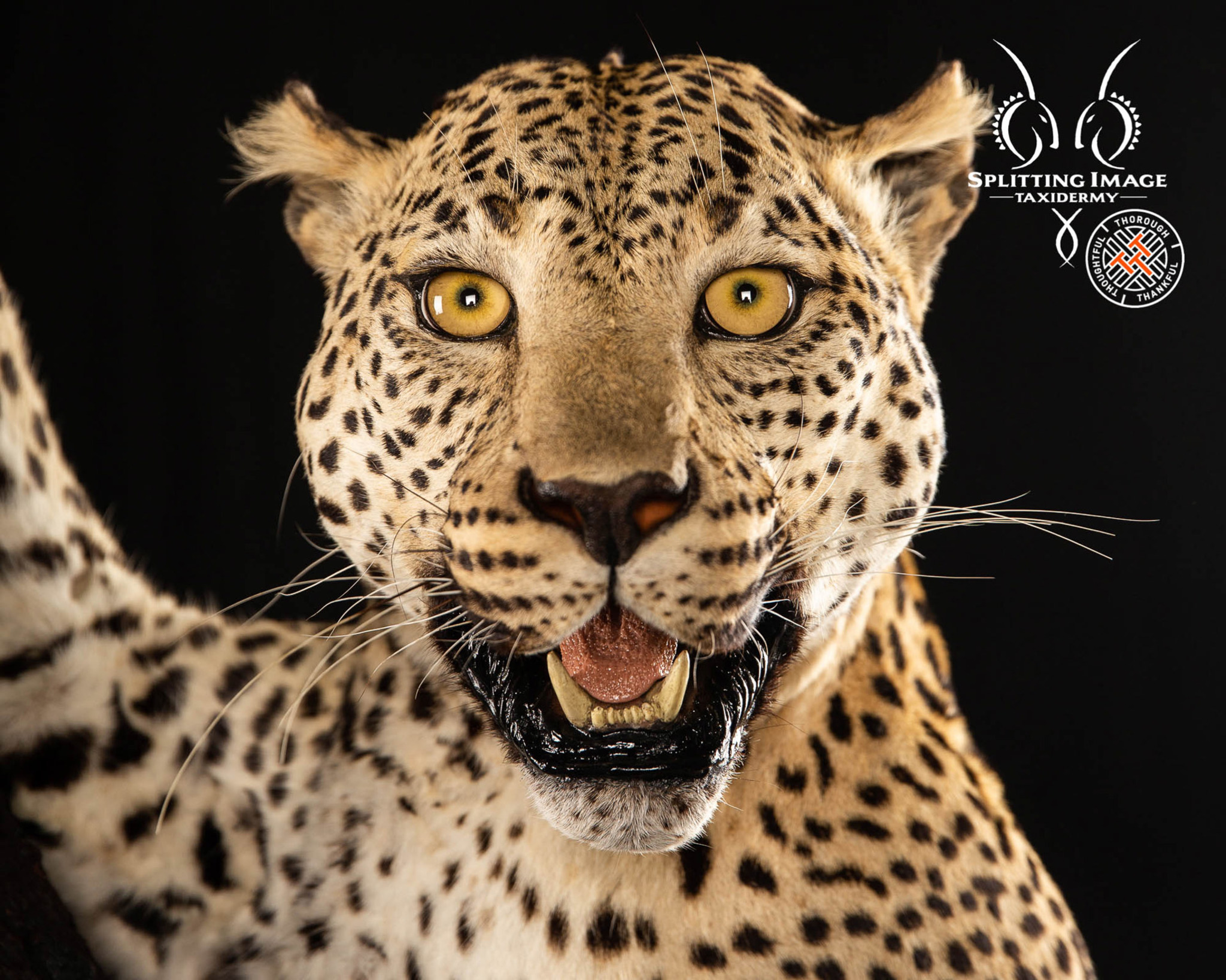 Splitting Image Taxidermy - Leopard - Full mount 