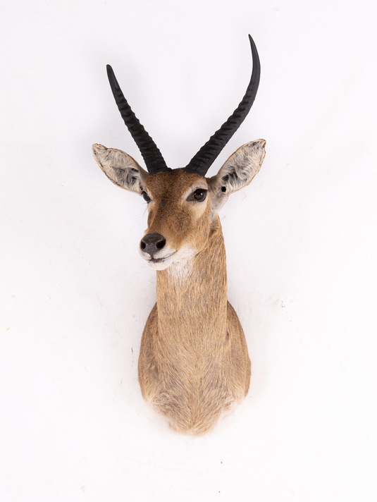 COMMON REEDBUCK SHOULDER MOUNT - Splitting Image Taxidermy