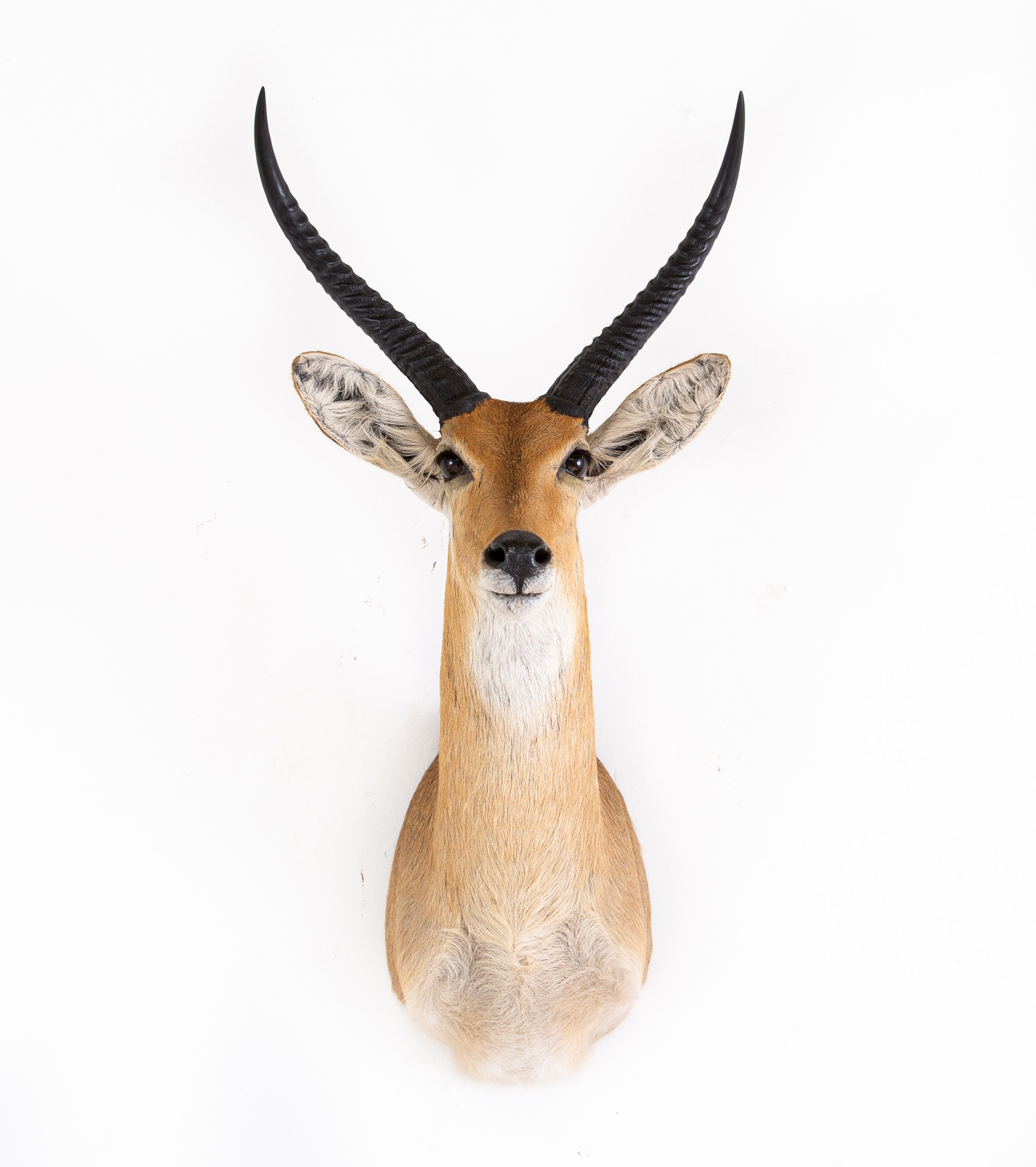COMMON REEDBUCK SHOULDER MOUNT - Splitting Image Taxidermy - South Africa