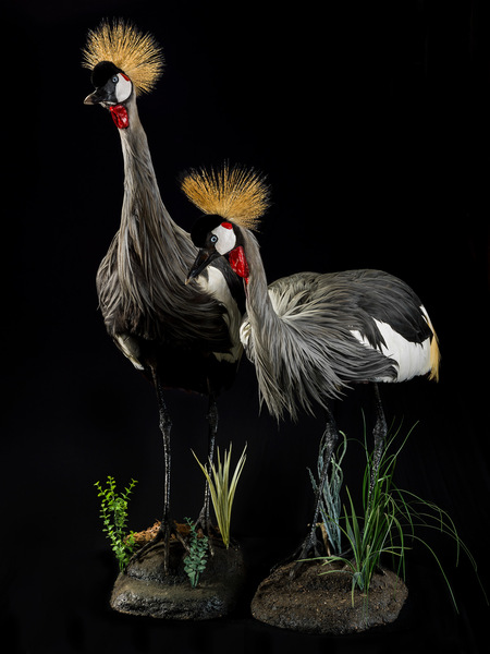 Pair of cranes on free form habitat base - Splitting Image Taxidermy 