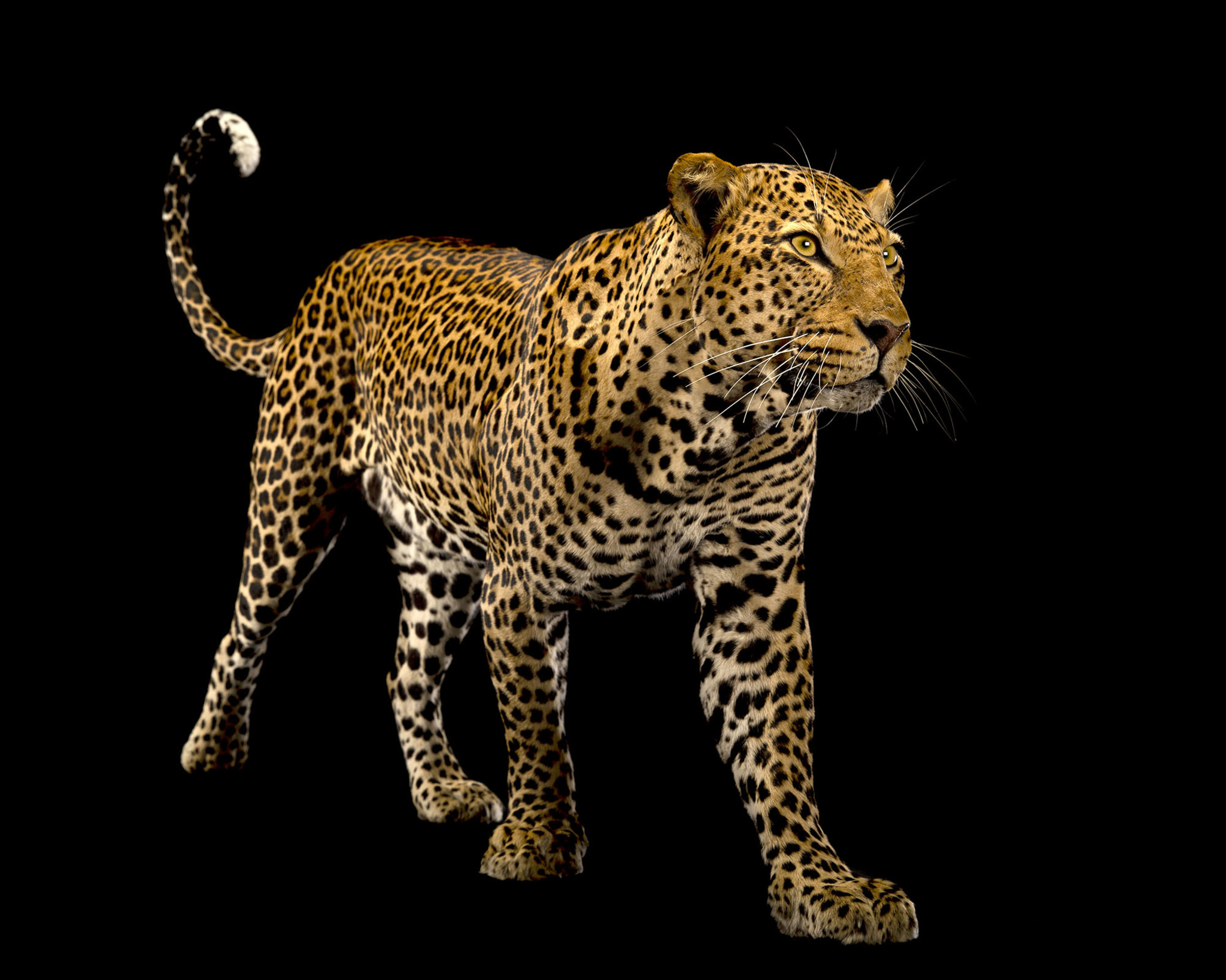 Full mount Leopard