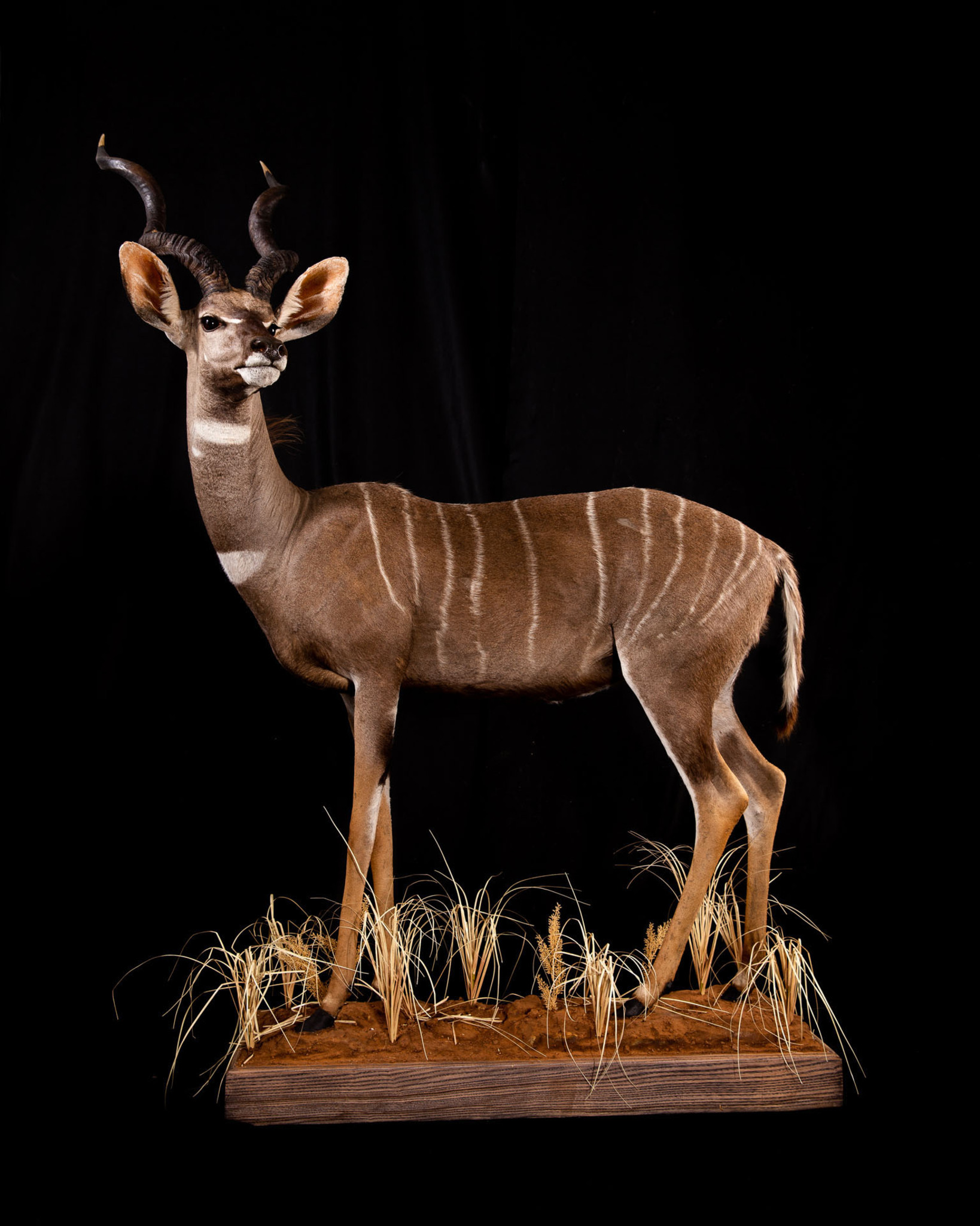 Splitting Image Taxidermy - LESSER KUDU