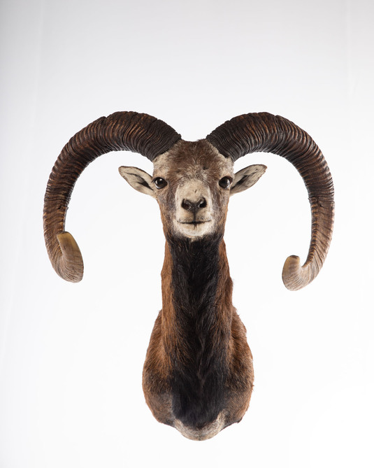 Splitting Image Taxidermy - MOUFLON SHOULDER MOUNT