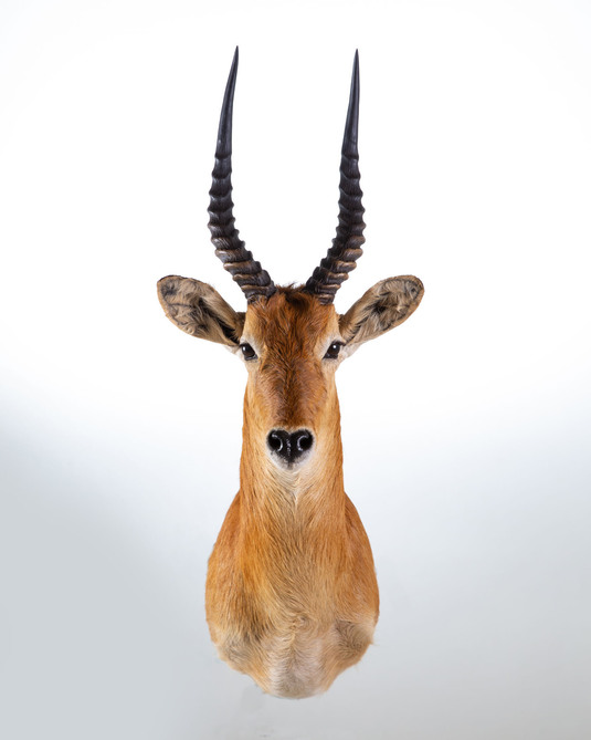 Splitting Image Taxidermy - PUKU SHOULDER MOUNT