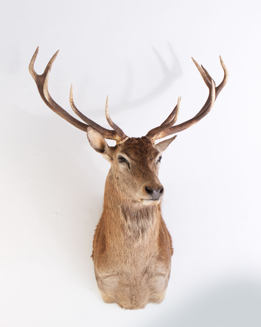 Splitting Image Taxidermy - RED STAG SHOULDER MOUNT