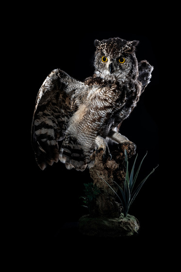 Splitting Image Taxidermy - SPOTTED EAGLE OWL