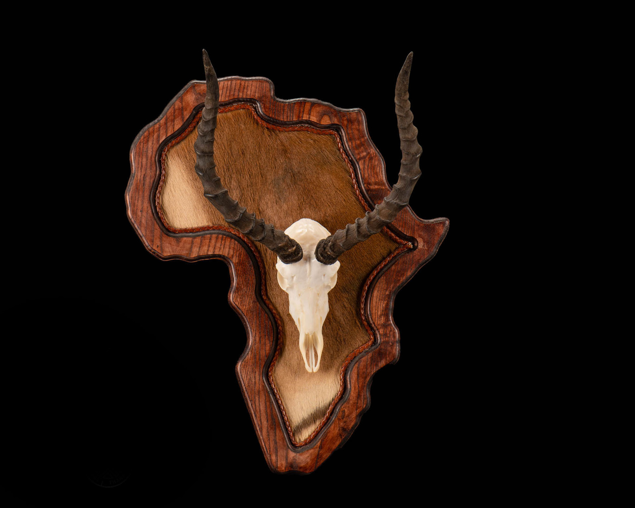 Splitting Image Taxidermy - Impala - Skull bleached and polished on Africa map shield with skin inlay