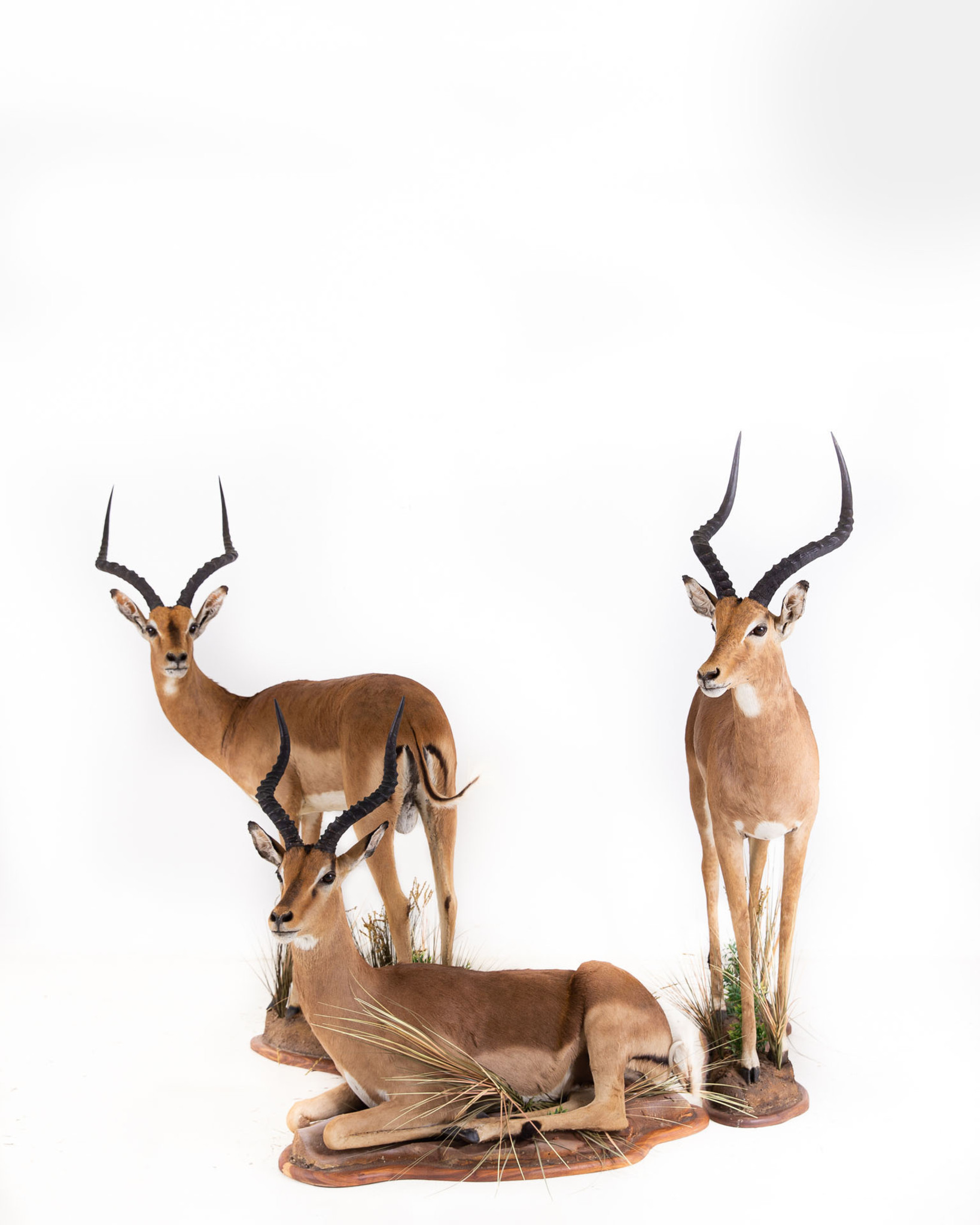 Splitting Image Taxidermy - Impala - combo full mount walking, standing and lying down
