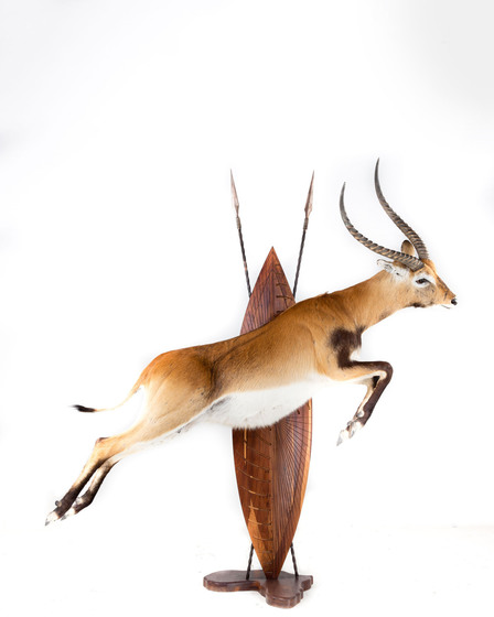Splitting Image Taxidermy - Lechwe Full mount 1-8 right turn leaping on tradition zulu shield and spears