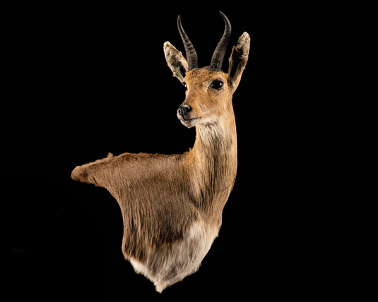 Splitting Image Taxidermy - MOUNTAIN REEDBUCK Wall pedestal mount right shoulder, 1-8 right turn