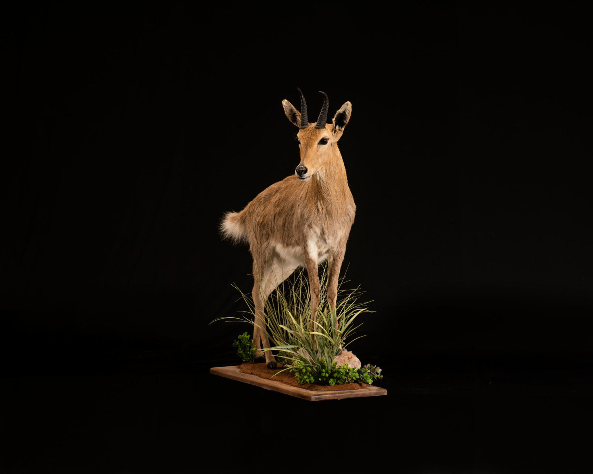 Splitting Image Taxidermy - MOUNTAIN REEDBUCK Full mount 1-2 right turn standing on full mount stand with habitat