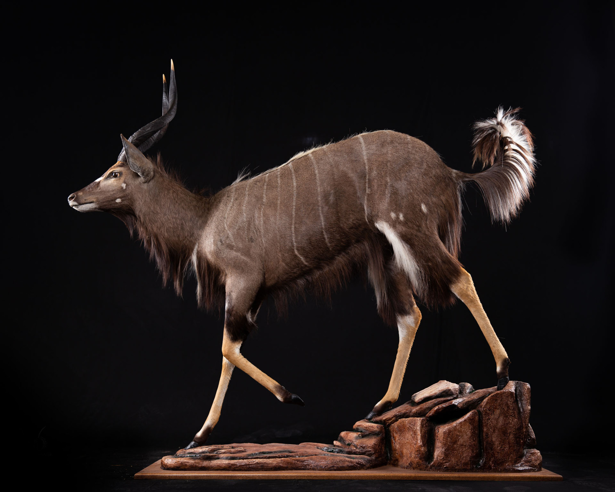 Splitting Image Taxidermy - Full Mount Straight walking tail up on full mount stand with rock habitat
