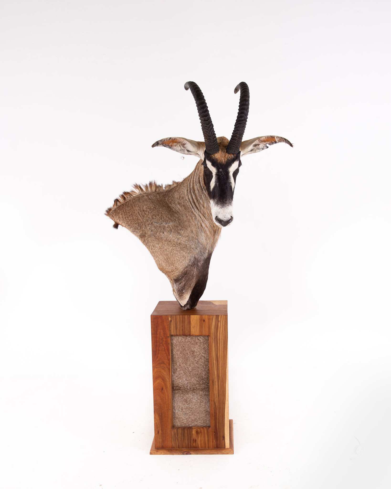 Splitting Image Taxidermy - ROAN Pedestal mount 90 degree right turn on square hardwood base with skin insert
