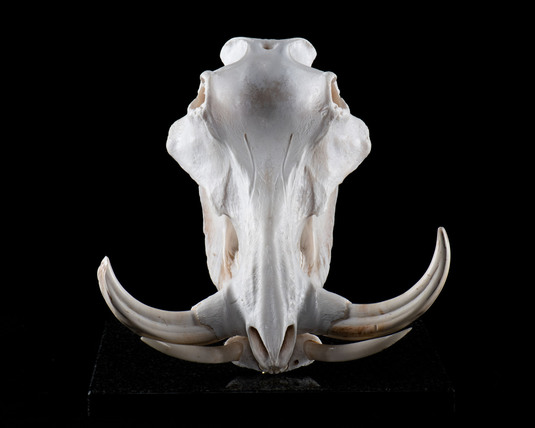 Splitting Image Taxidermy - WARTHOG Skull bleached and polished and mounted on granite pedestal