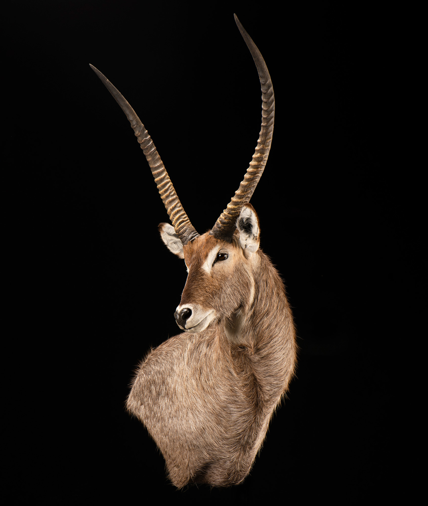 Splitting Image Taxidermy - WATERBUCK Wall pedestal right shoulder exposed. 1-4 Right turn.
