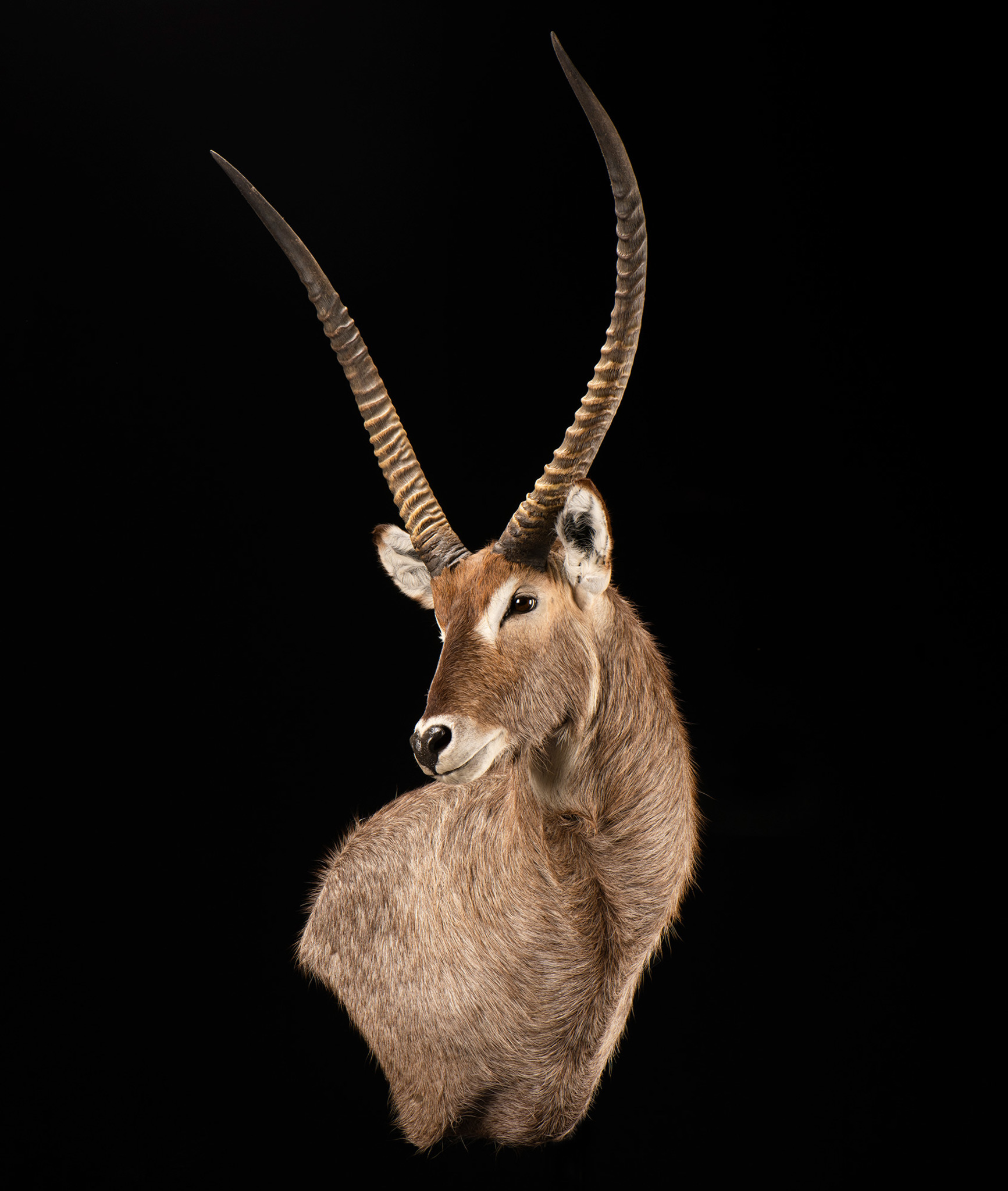 Waterbuck Taxidermy Wall Pedestal Mount - Right Shoulder