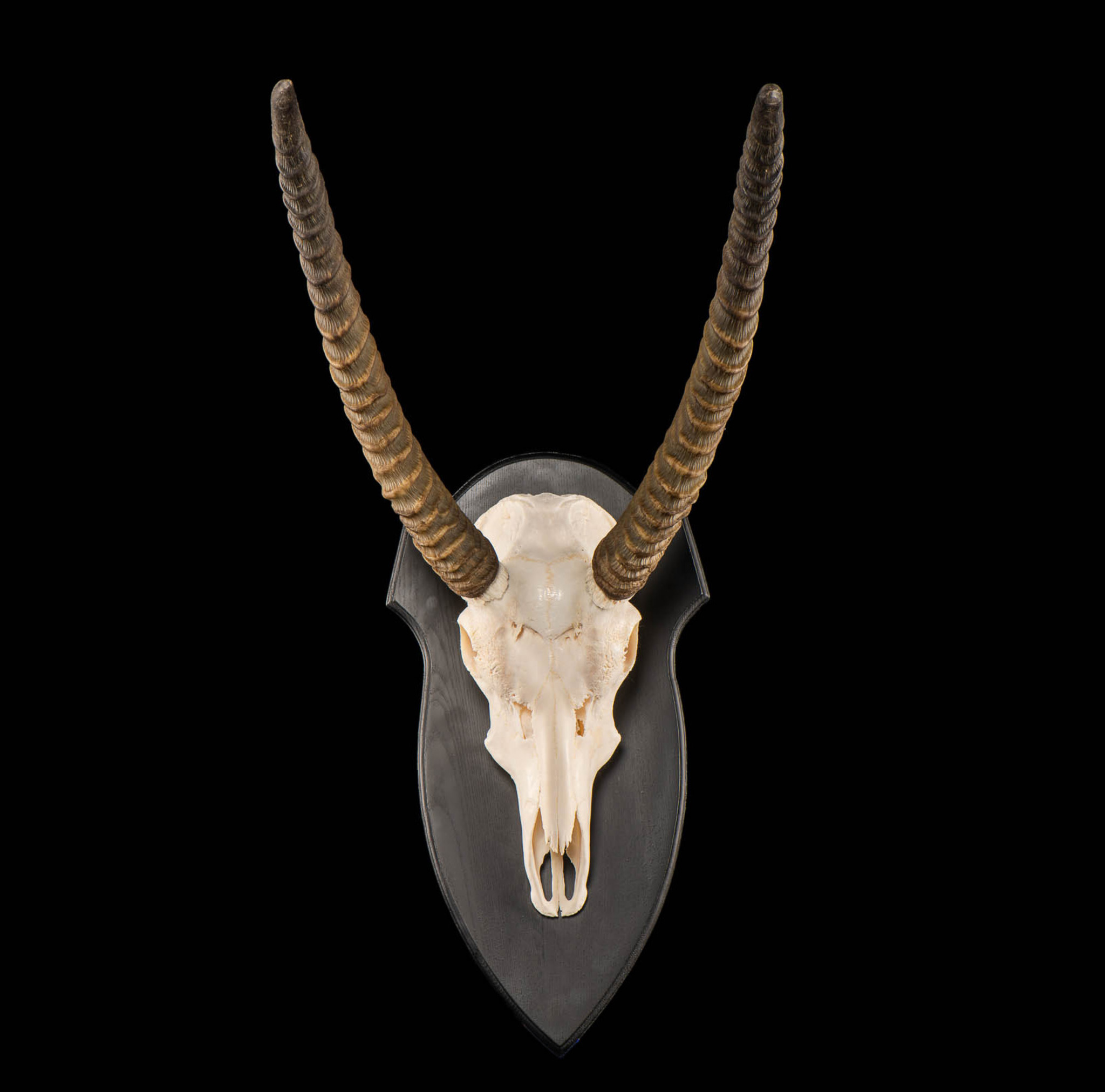 Splitting Image Taxidermy - WATERBUCK Skull bleached and polished on standard wooden shield