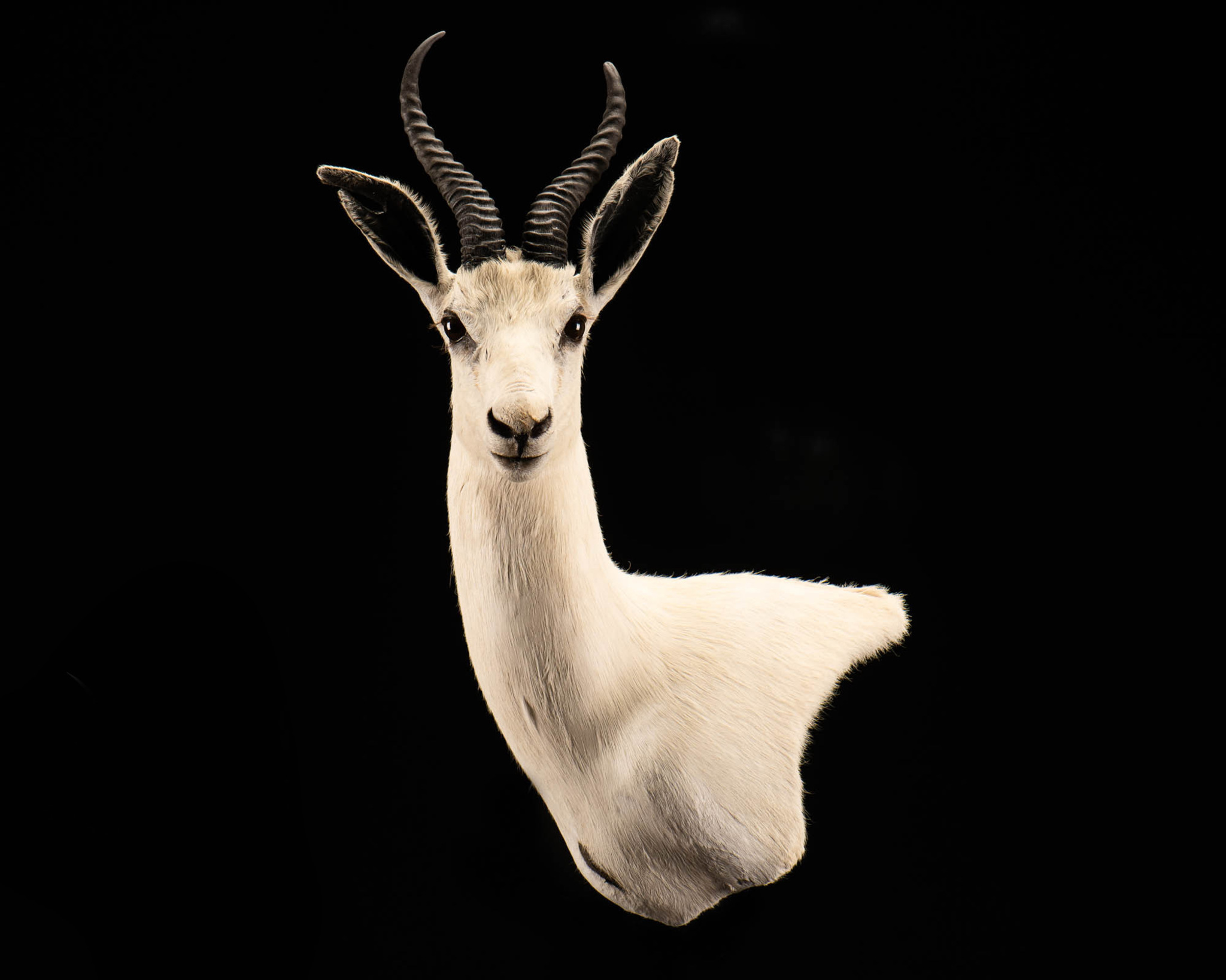 White Springbuck Taxidermy Wall Pedestal Mount - Right Shoulder