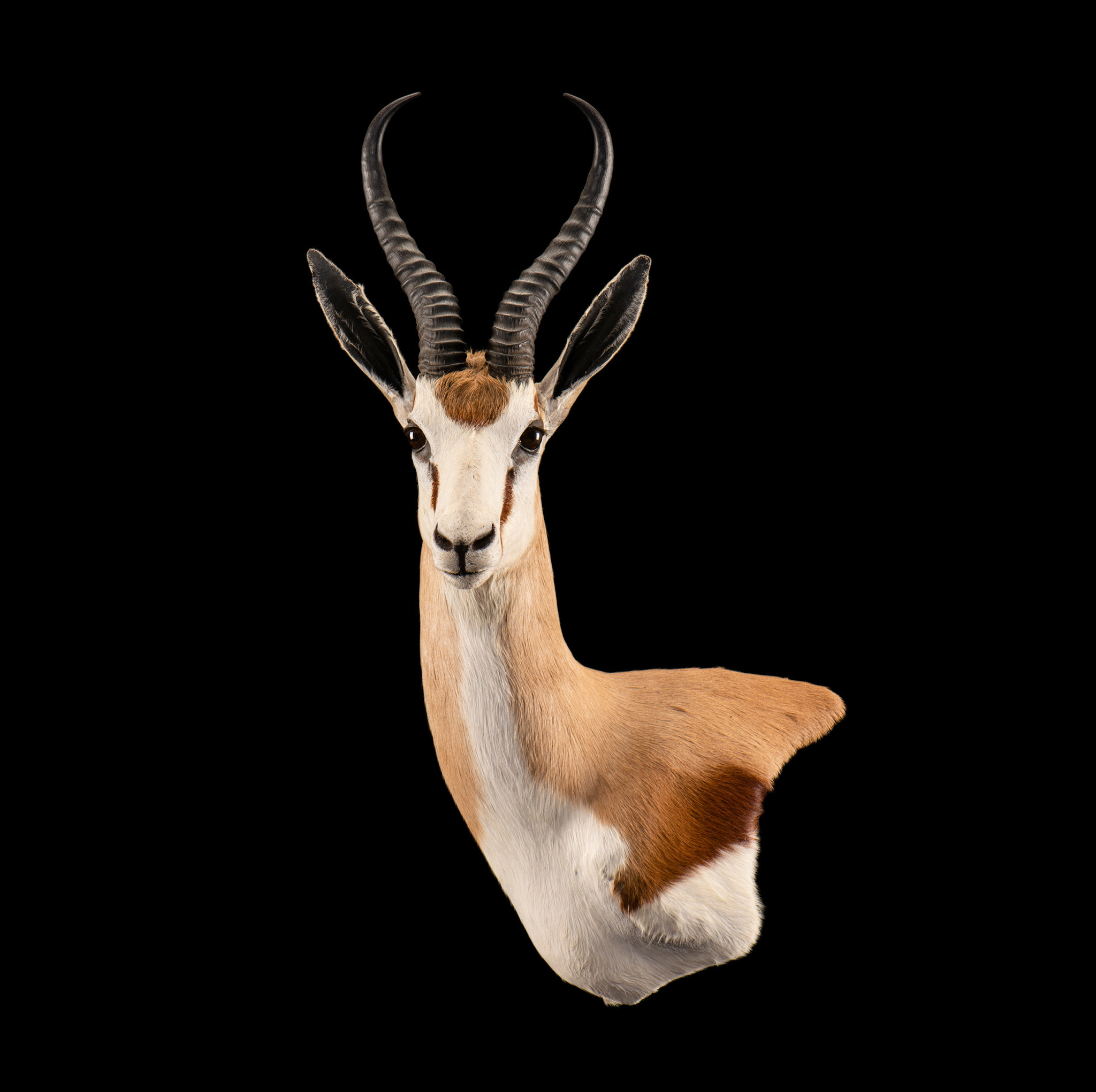 Common Springbuck Taxidermy Wall Pedestal Mount - Right Shoulder