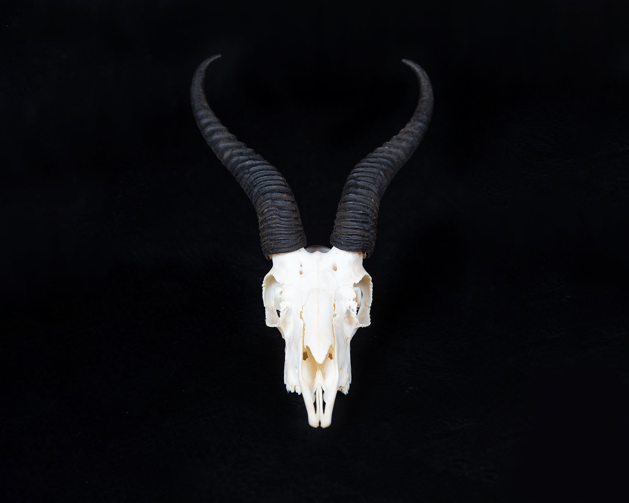 Splitting Image Taxidermy - SPRINGBUCK Skull bleached and polished, available with wall hanger