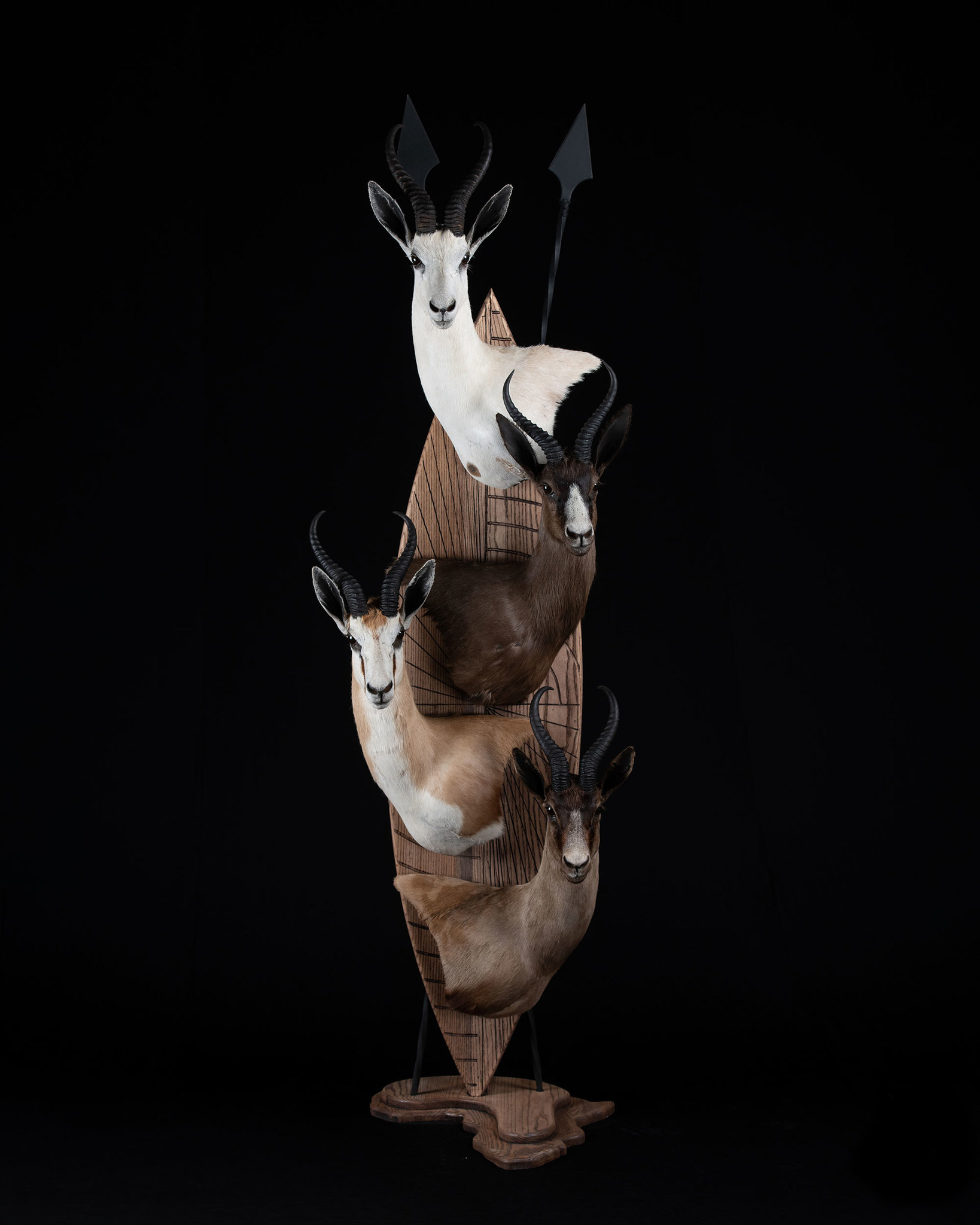 Splitting Image Taxidermy - SPRINGBUCK Wall pedestal mounts on traditional zulu shield and spears